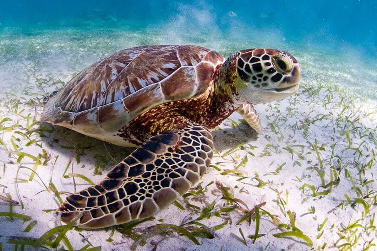 Preparan temporada de anidación de la tortuga marina en Peñasco