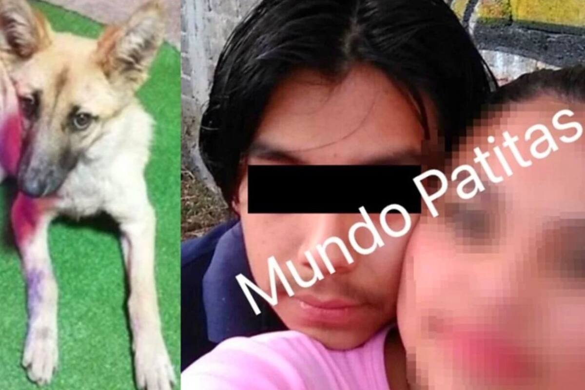 Identifican a hombres que mataron a puñaladas a la perrita "Waffle"