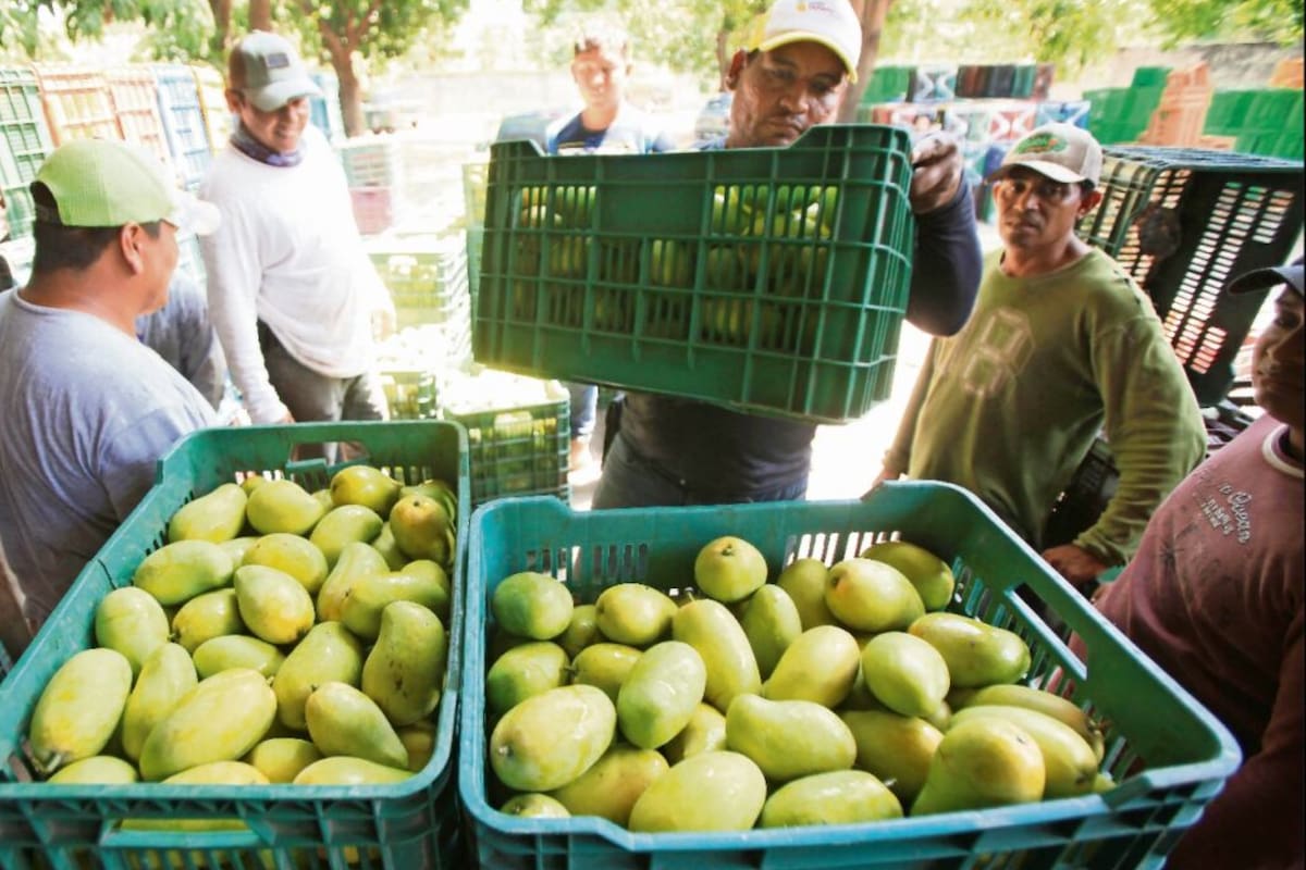 Diecisiete toneladas de mango iban a desperdiciarse tras ser rechazadas, pero un transportista pidió permiso para regalarlas y terminó compartiéndolas con familias del Estado de México a un costado de la carretera