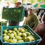 Diecisiete toneladas de mango iban a desperdiciarse tras ser rechazadas, pero un transportista pidió permiso para regalarlas y terminó compartiéndolas con familias del Estado de México a un costado de la carretera