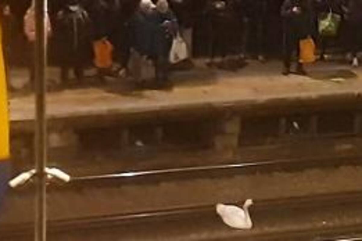 Cisne aparece en las vías del tren y detiene el servicio