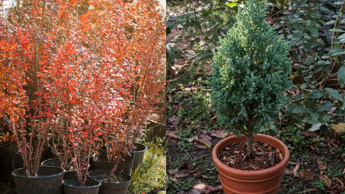 Transforma tu hogar con estos 3 árboles resistentes logran crecer plenamente en macetas, requieren poca agua y soportan climas fríos, optimizando la decoración de su hogar sin necesidad de grandes cuidados constantes