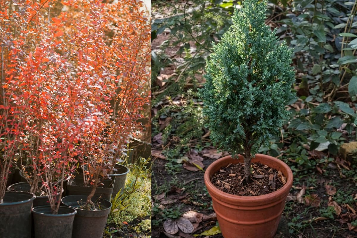 Transforma tu hogar con estos 3 árboles resistentes logran crecer plenamente en macetas, requieren poca agua y soportan climas fríos, optimizando la decoración de su hogar sin necesidad de grandes cuidados constantes