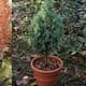 Transforma tu hogar con estos 3 árboles resistentes logran crecer plenamente en macetas, requieren poca agua y soportan climas fríos, optimizando la decoración de su hogar sin necesidad de grandes cuidados constantes