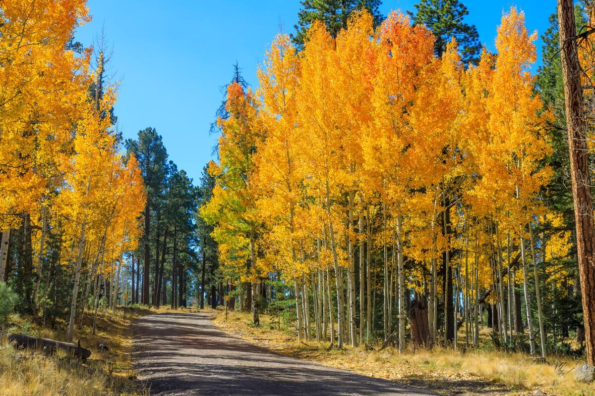 Descubre la magia del Arizona Trail