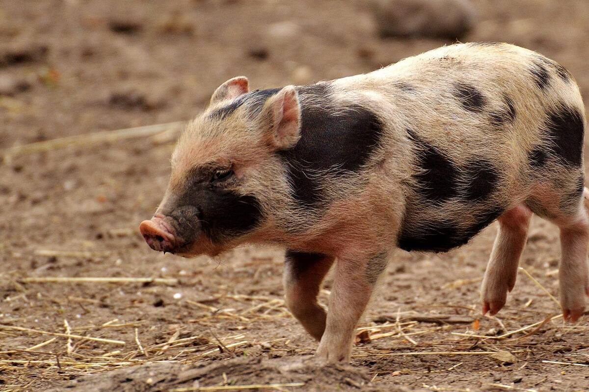 Policía persiguen a un cerdo en Florida