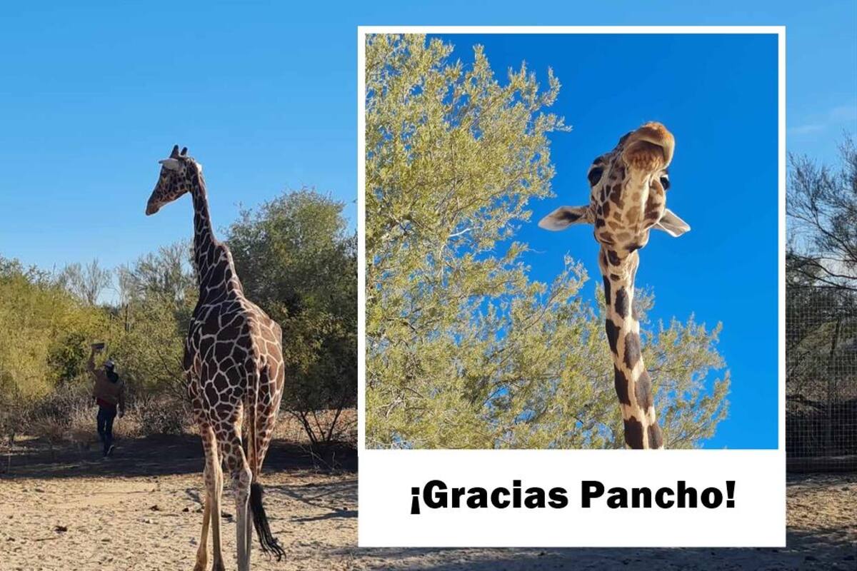 ¡Merecido descanso! "Pancho" la jirafa del Centro Ecológico de Sonora se retira hoy tras 26 años en el ecosafari