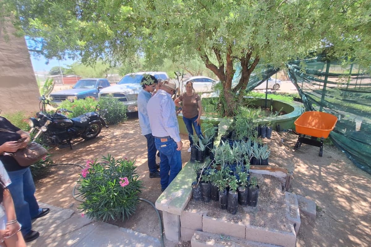 Vivero Estatal de Sonora regala plantas y árboles frutales; ciudadanos pueden solicitar hasta cinco especies cada mes: ¿dónde se ubica en Hermosillo?