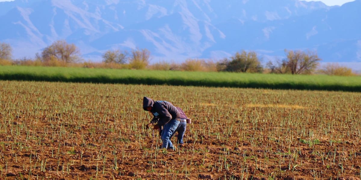 Alrededor de 20 mil empleos genera la temporada de espárrago en el
Norte de Sonora. FOTO: ESPECIAL