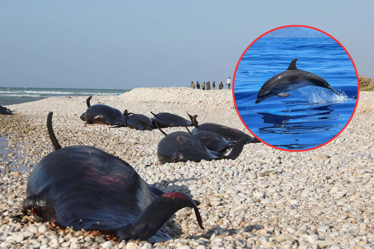 Encuentran delfines muertos en una costa de Somalia; aún se desconocen las razones de las muertes. | Crédito: REUTERS/Feisal Omar y canva