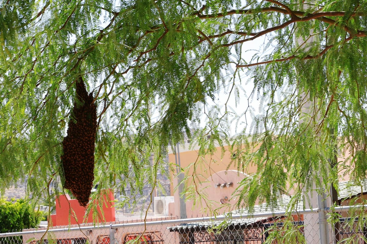 Podrían aumentar enjambres de abejas en la ciudad: Bomberos de Hermosillo
