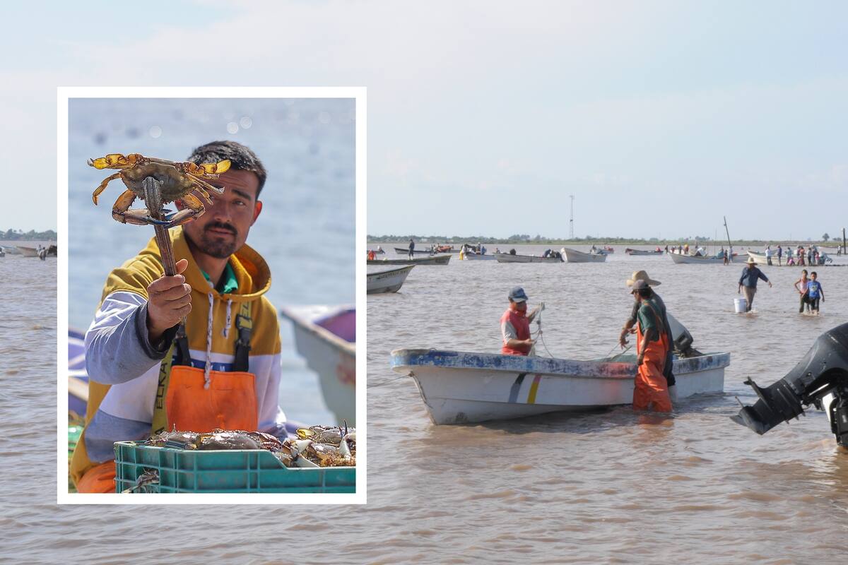 Afecta a pescadores del Sur de Sonora “pobre” temporada de jaiba