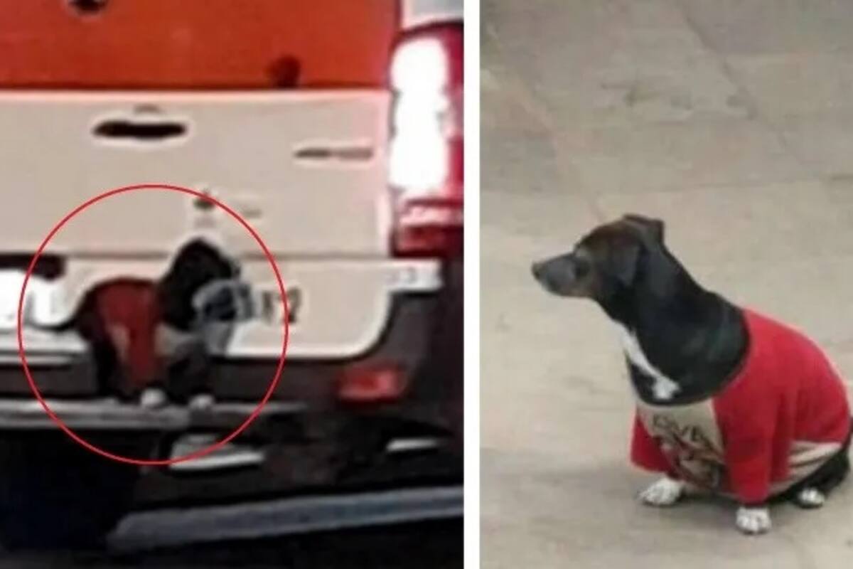 Perrita logra subirse a la ambulancia donde llevan a su dueño