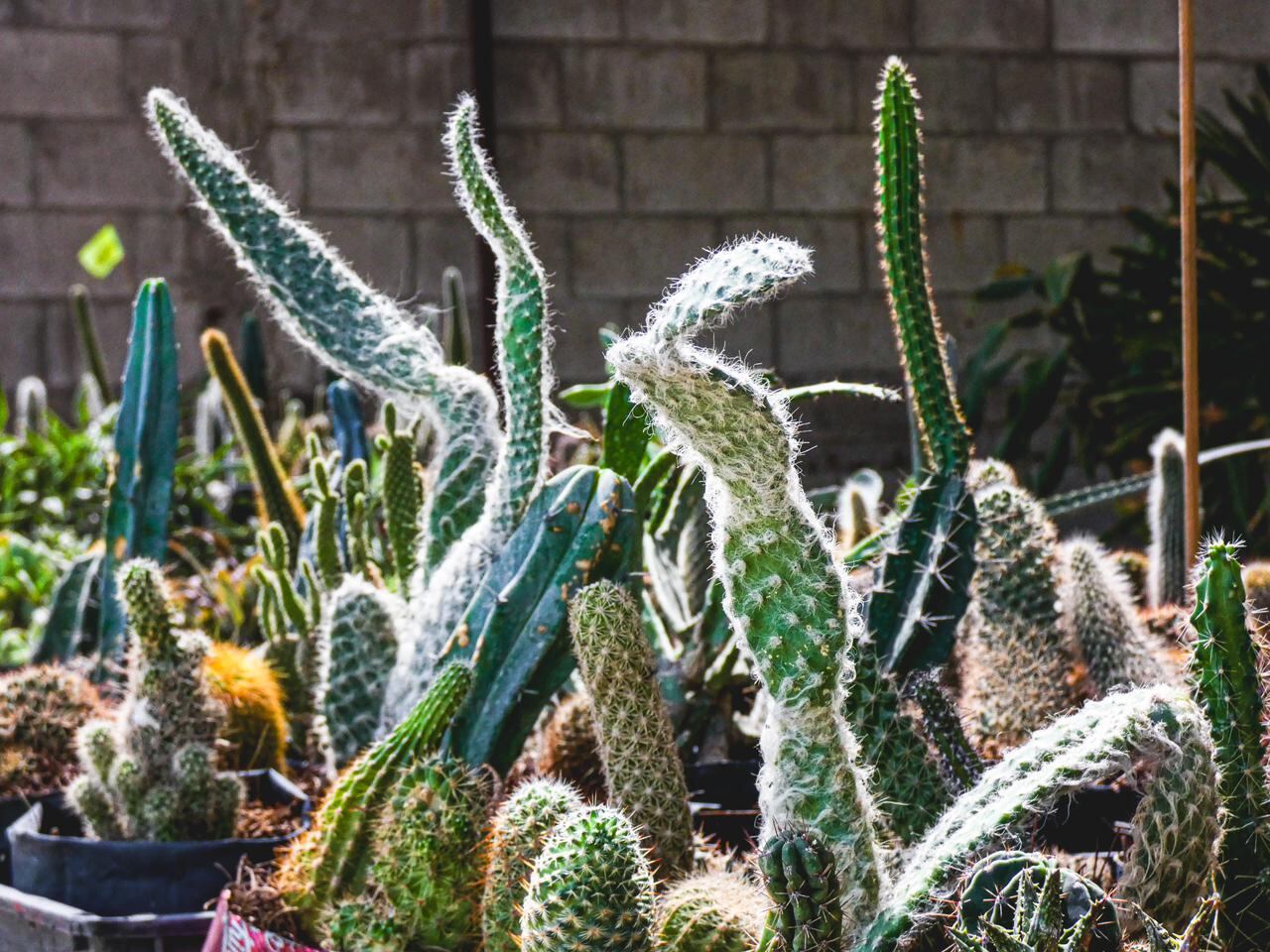 Foto: Andrés O. Farrera.