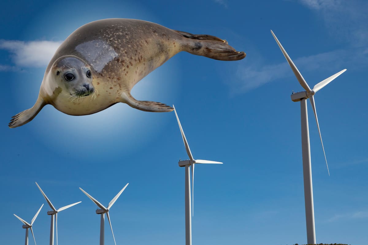 Ingeniero se inspira en los bigotes de foca para revolucionar la obtención de energía eólica
