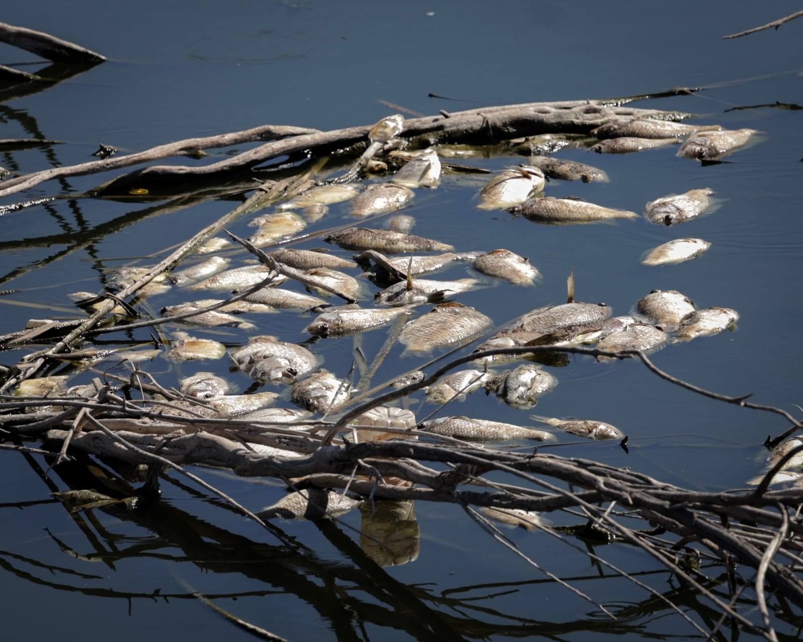 Cientos de peces muertos aparecieron en la Laguna México, en Mexicali. Autoridades señalaron que el fenómeno estaría relacionado con un vuelco térmico, asociado a las lluvias y los cambios de temperatura. Fotos: Javier Gallegos.