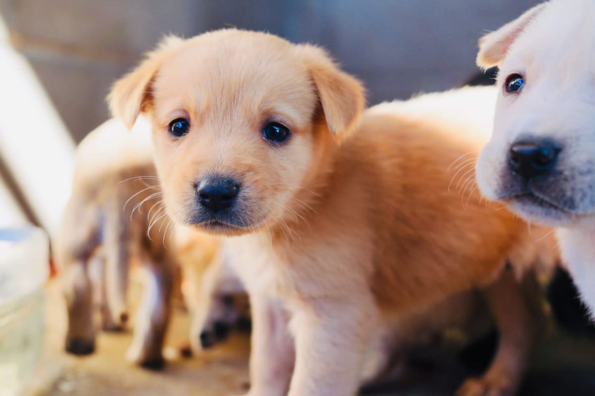 Lanzan jornada de adopción gratuita de cachorros en SLRC