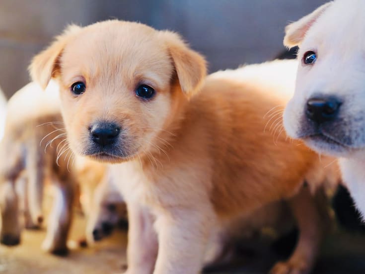Lanzan jornada de adopción gratuita de cachorros en SLRC