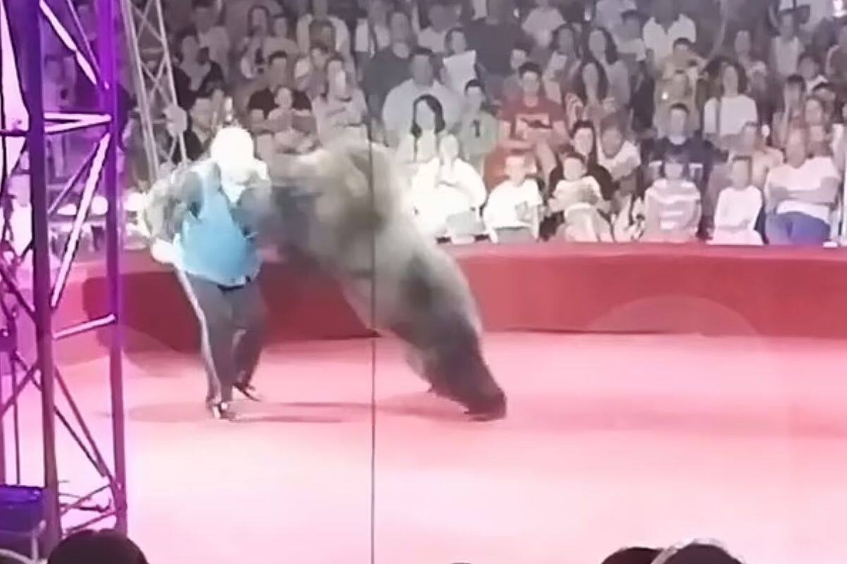 VIDEO: Oso ataca a presentador de circo en plena función ante niños