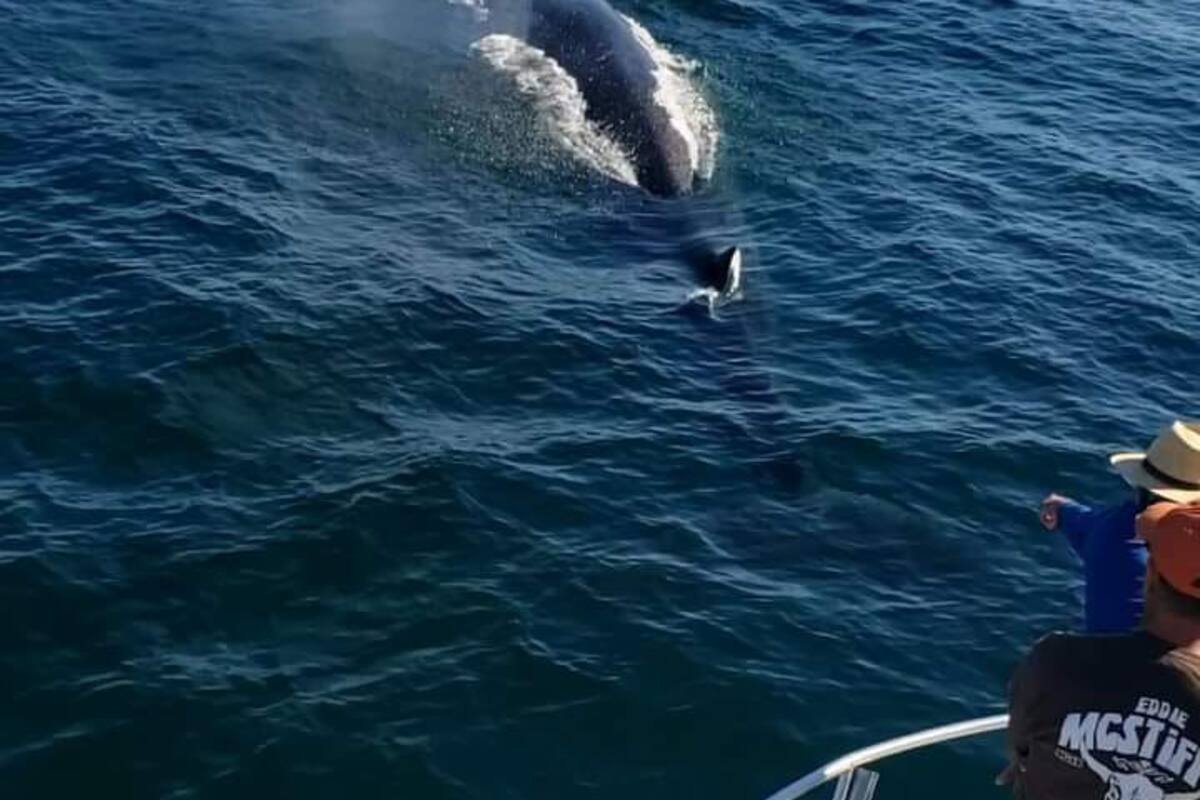 Sonora: Avistan ballenas y tiburones ballena en Puerto Peñasco