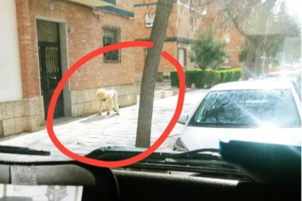 Hombre se disfraza de perro para salir de casa y evitar ser multado