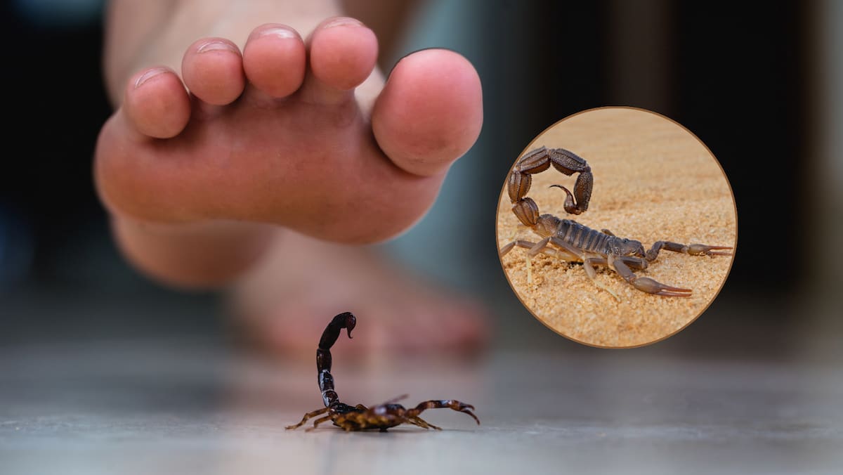 El veneno no permanece concentrado únicamente en el punto visible de la picadura. Cortar, apretar o succionar la zona no lo extrae y puede aumentar el riesgo de infección o daño en los tejidos.
