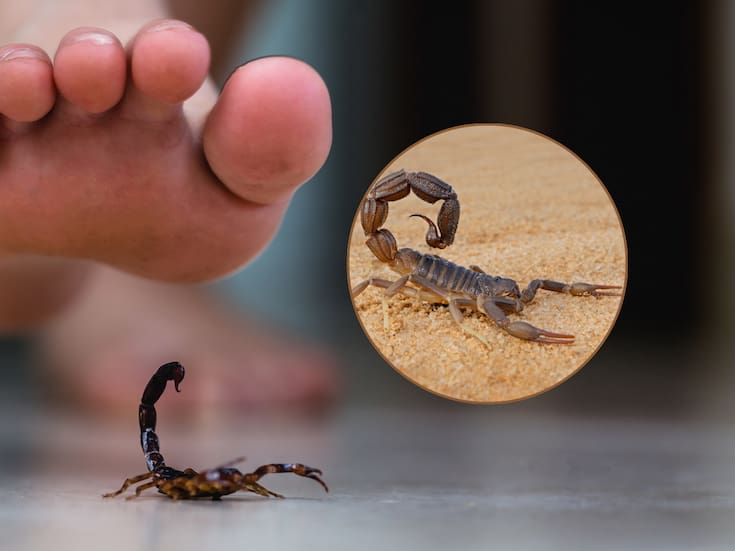 Picadura de alacrán debe de atenderse de inmediato