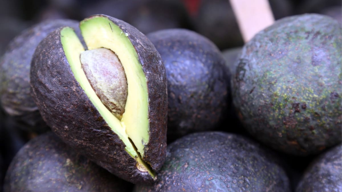 Por deforestación, al menos 2 mil huertas de aguacate de Michoacán quedaron impedidas para exportar a Estados Unidos tras no cumplir con la certificación ambiental exigida por el T-MEC, confirmaron autoridades estatales