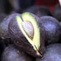 México exporta más de 501 mil toneladas de aguacate a Estados Unidos y registra un crecimiento de 35% durante 2026