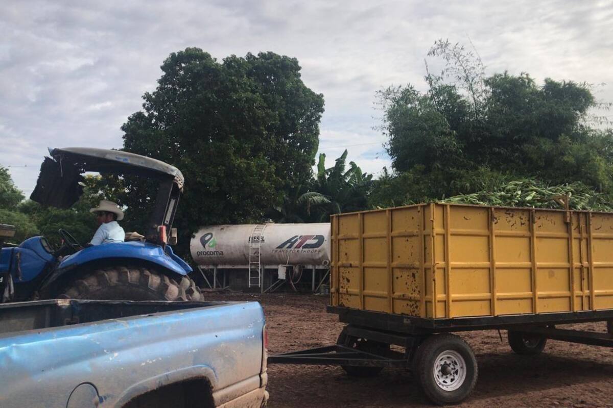 Cosechas en pie de maíz elotero en el Valle del Yaqui