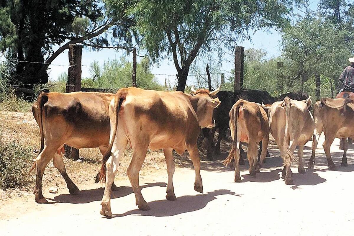 Se preparan ganaderos para temporada de sequía