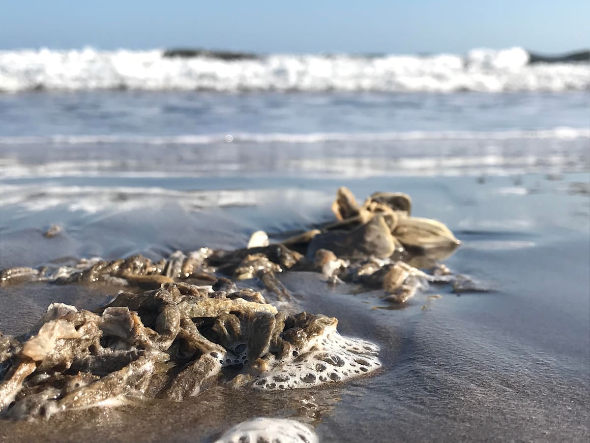 Desde hace un mes el sargazo empezó a aparecer en la playa de Huatabampito en el municipio de Huatabampo, lo cual ha afectado la pesca de la jaiba.
