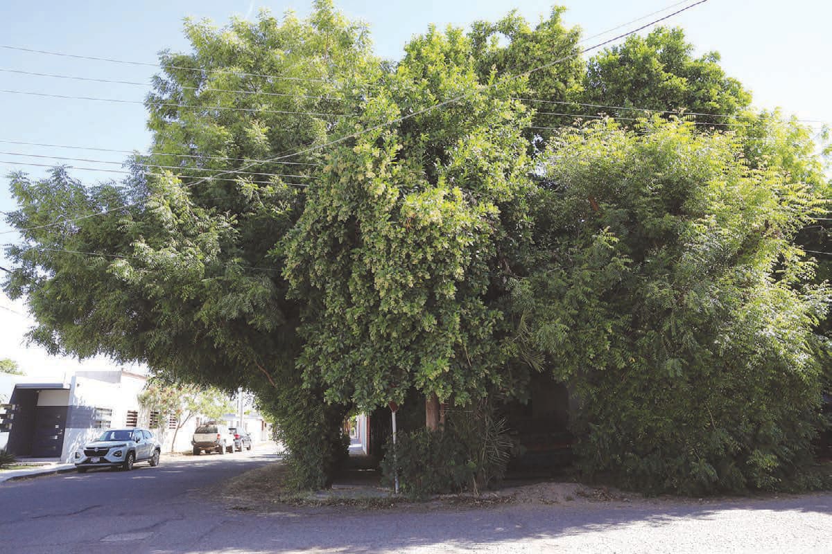 La casa está bajo la sombra de los árboles y a los niños de la colonia les gusta pasar por ahí.