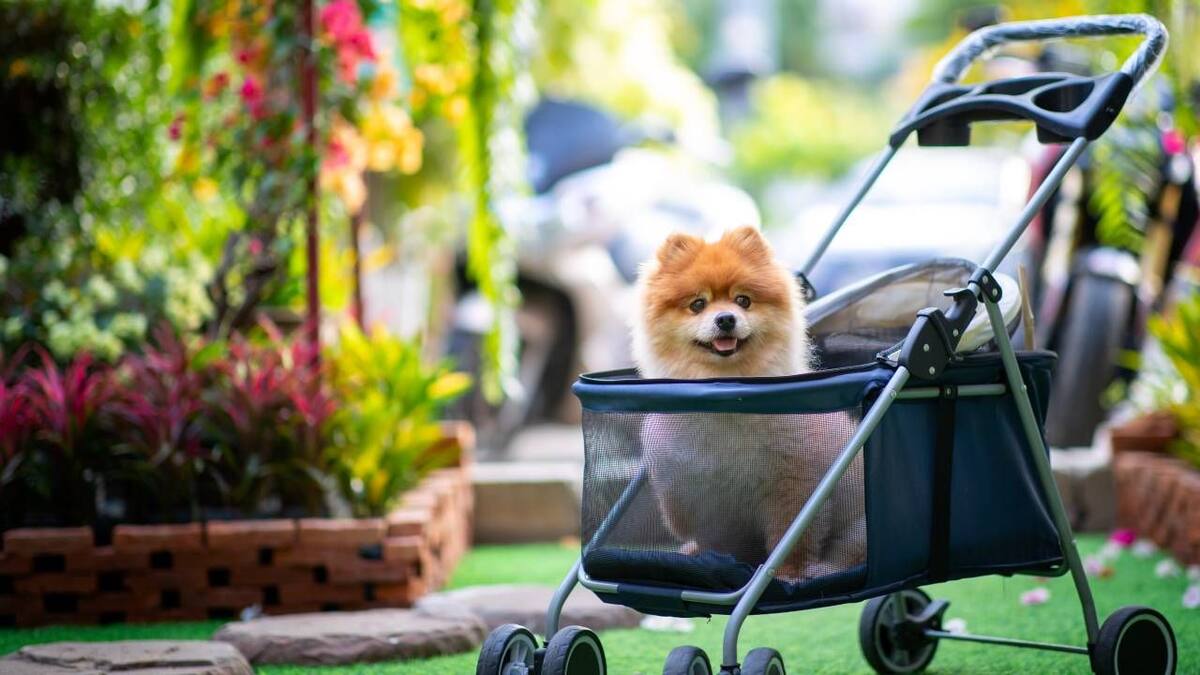 El descenso en la tasa de natalidad no es exclusivo de Corea del Sur.