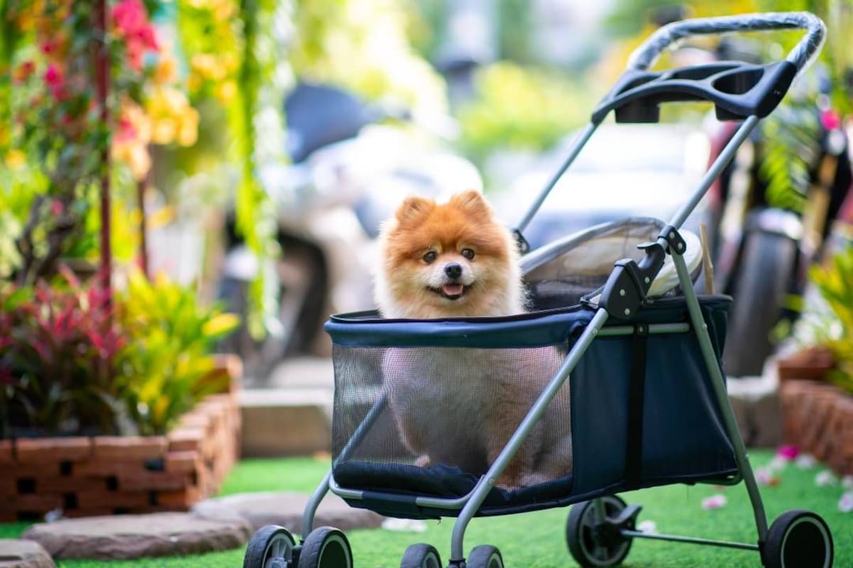 Carritos para perros superan en ventas a los de bebés: Un 52% de los surcoreanos opta por mascotas en lugar de hijos