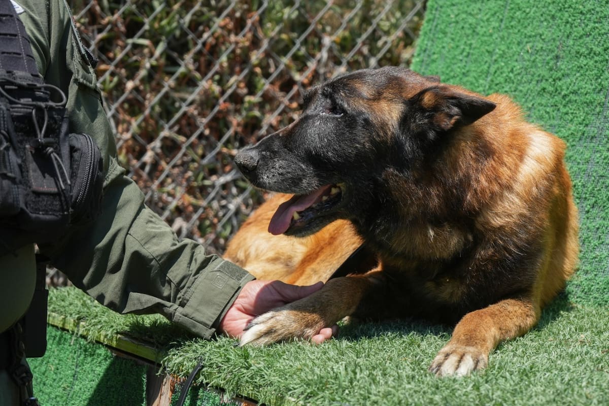 Despiden a Rambo, el primer agente canino detector de explosivos de la Policía Municipal de Tijuana