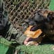 Despiden a Rambo, el primer agente canino detector de explosivos de la Policía Municipal de Tijuana