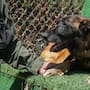 Despiden a Rambo, el primer agente canino detector de explosivos de la Policía Municipal de Tijuana