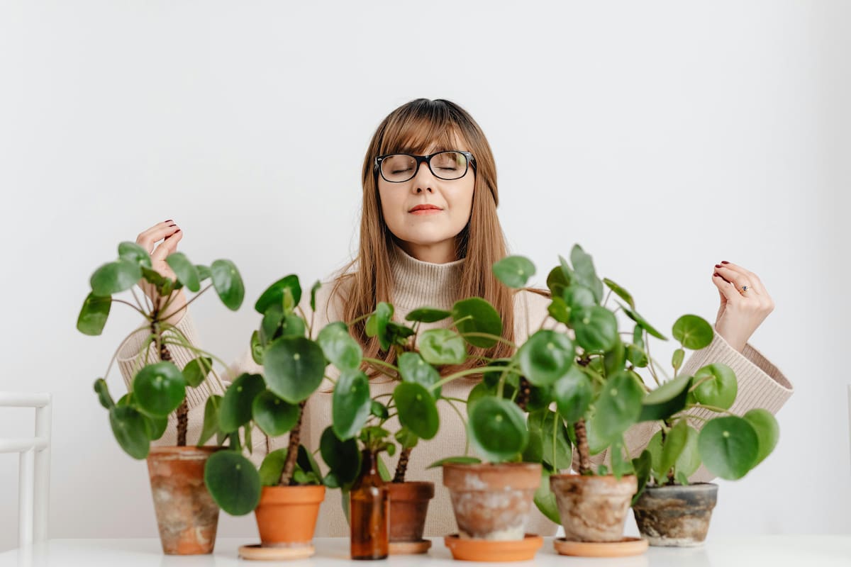 Estas plantas podrían ayudar a refrescar tu hogar y darte un respiro para sobrevivir a la ola de calor y la época de verano