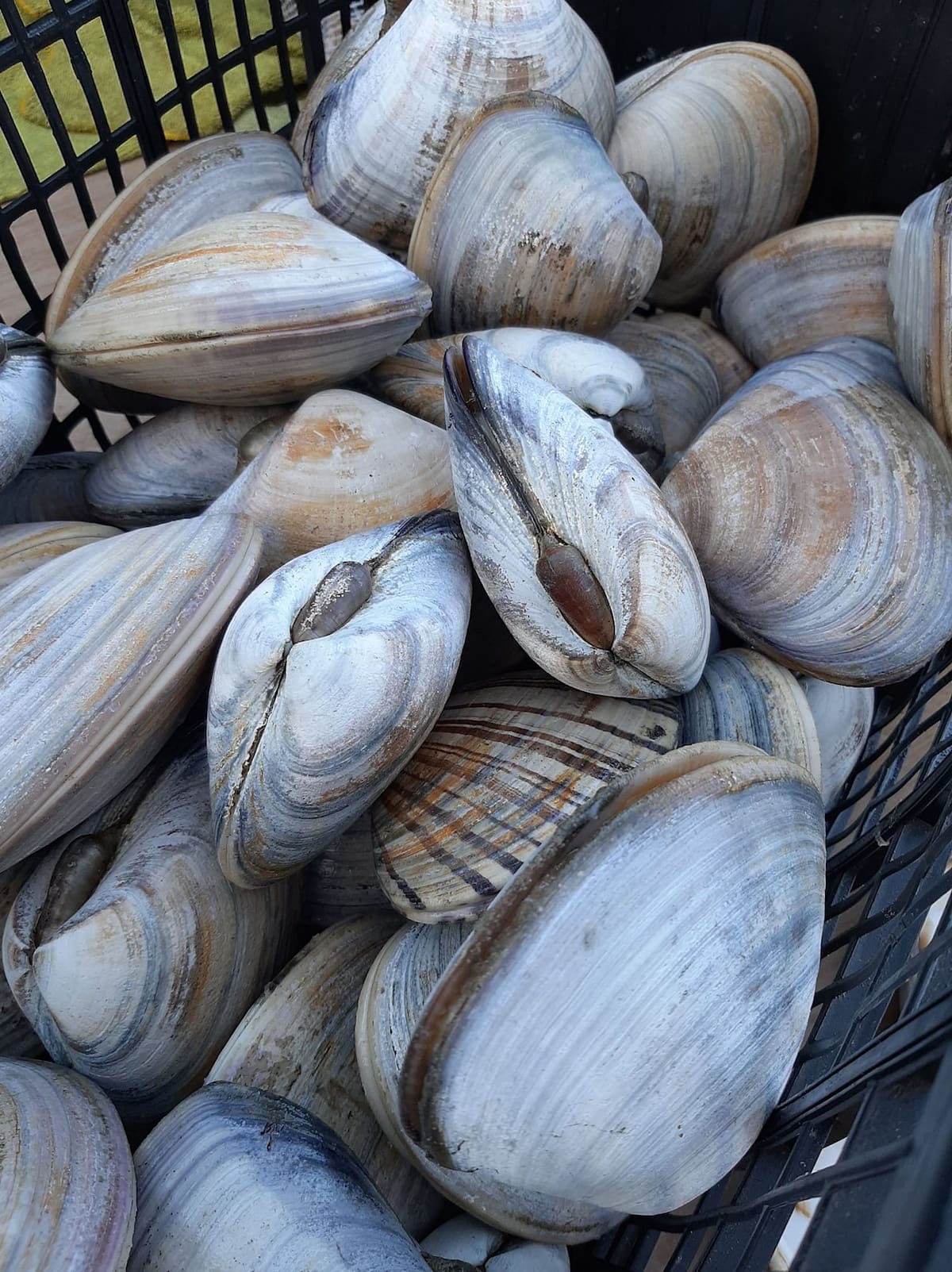 Los síntomas suelen aparecer entre 13 y 48 horas después de la exposición al virus y pueden durar de 24 a 72 horas. Foto: cortesía