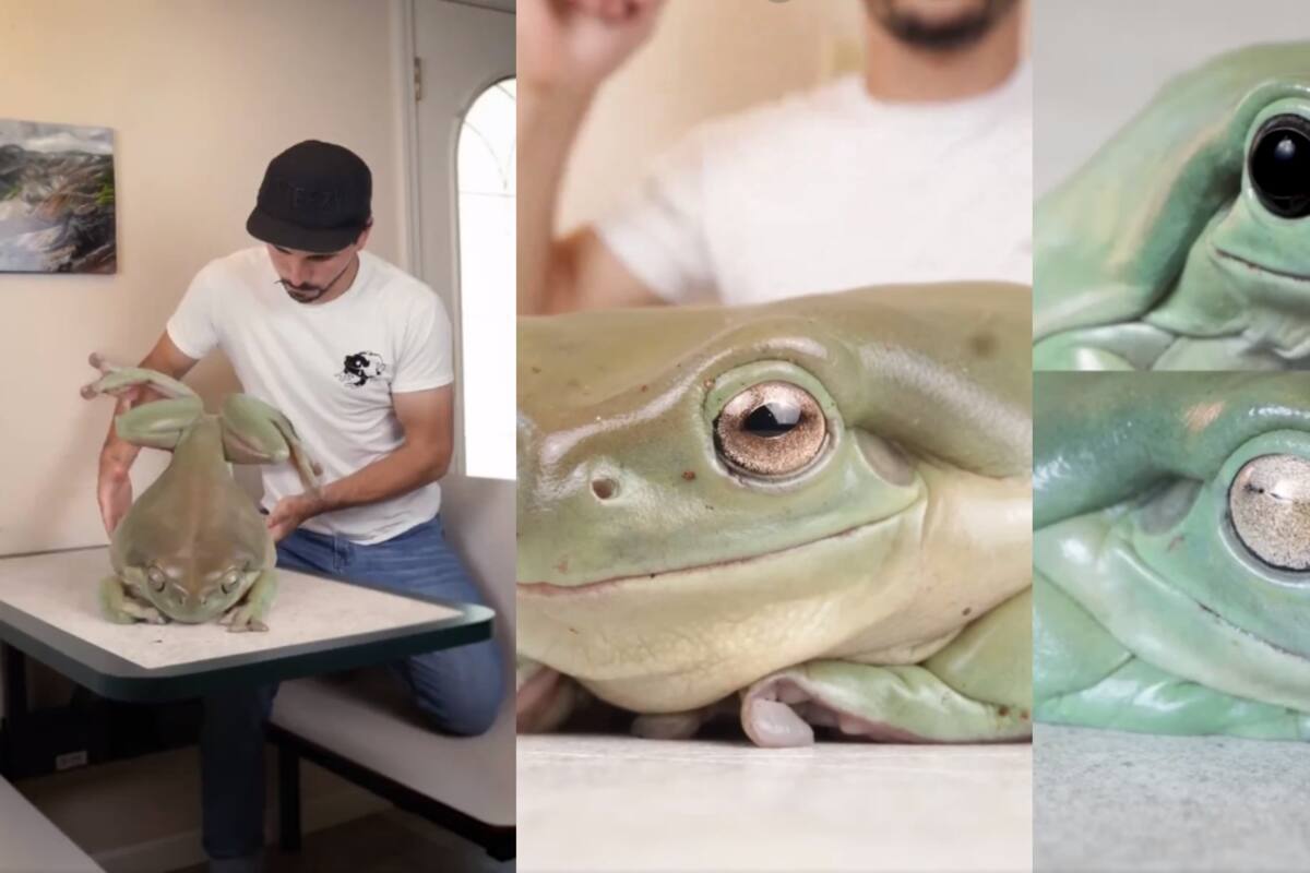 Estos son algunos secretos interesantes sobre los ojos de las ranas