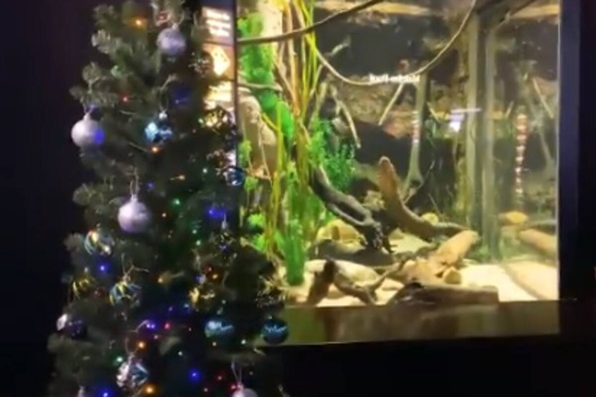 VIDEO: Usan energía de anguila eléctrica para alumbrar árbol de navidad