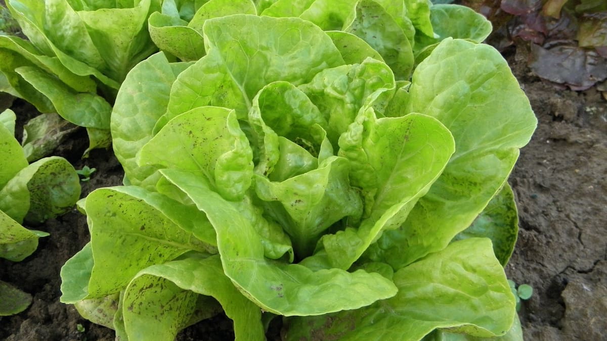 ¿Insomnio El agua de lechuga podría mejorar la calidad del sueño | Foto: Especial (canva)
