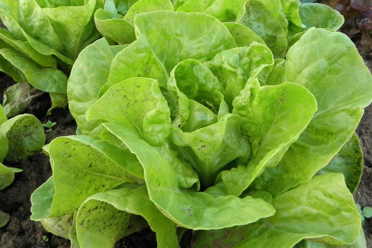 ¿Insomnio? El agua de lechuga podría mejorar la calidad del sueño