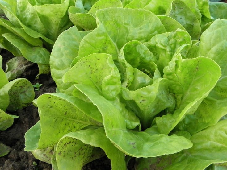 ¿Insomnio? El agua de lechuga podría mejorar la calidad del sueño