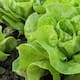 ¿Insomnio? El agua de lechuga podría mejorar la calidad del sueño