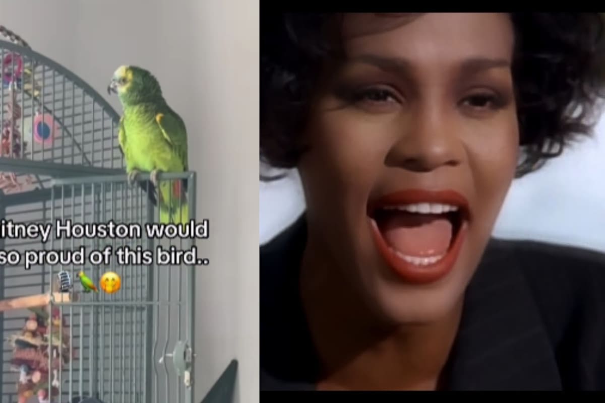 Loro intenta imitar el solo de I Will Always Love You de Whitney Houston y se vuelve viral