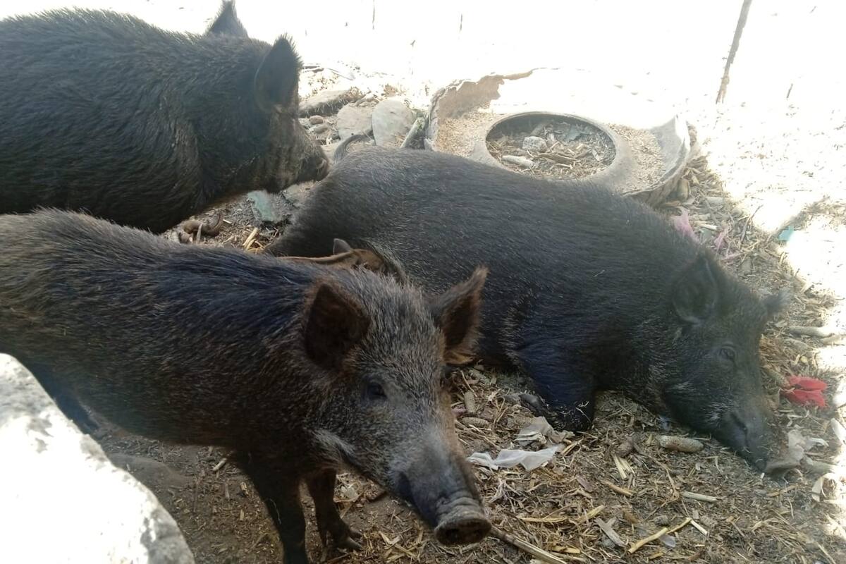 Edomex: Rescatan 8 jabalíes ilegales de un domicilio