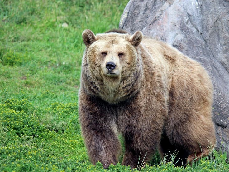 Alerta por osos en Japón: Dos muertos en ataques separados durante recolección de hongos