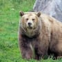 Oso ataca a cuatro personas en Fukushima y Japón refuerza alertas por aumento de encuentros en zonas habitadas